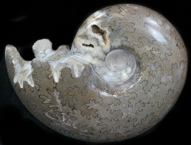 Polished Cretaceous Ammonite Fossil - Khenifra, Morocco #35305